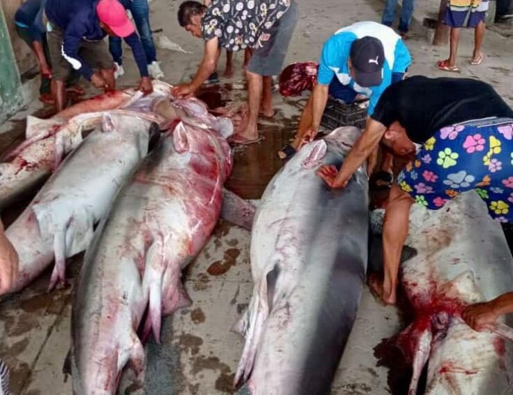 SE PASARÓN!!, MP PROCESA EN SUCRE A PESCADORES