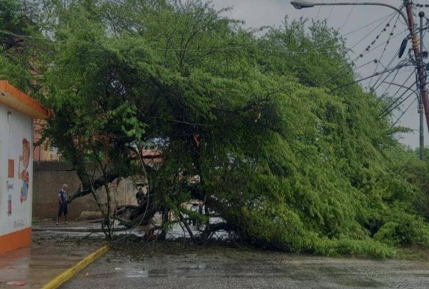 (VENEZUELA) COLAPSÓ ÁRBOL CERCA DE LA URBANIZACIÓN LA MENDERA