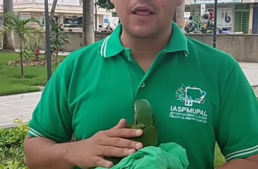 (VENEZUELA) CONOCE LA HISTORIA DEL LORITO DE CABUDARE