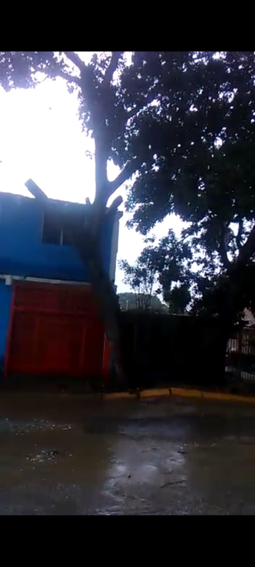(VENEZUELA) ATENCIÓN ALCALDE Y GOBERNADOR, ÁRBOL EN LA CARUCIEÑA AMENAZA CON OCASIONAR&hellip;