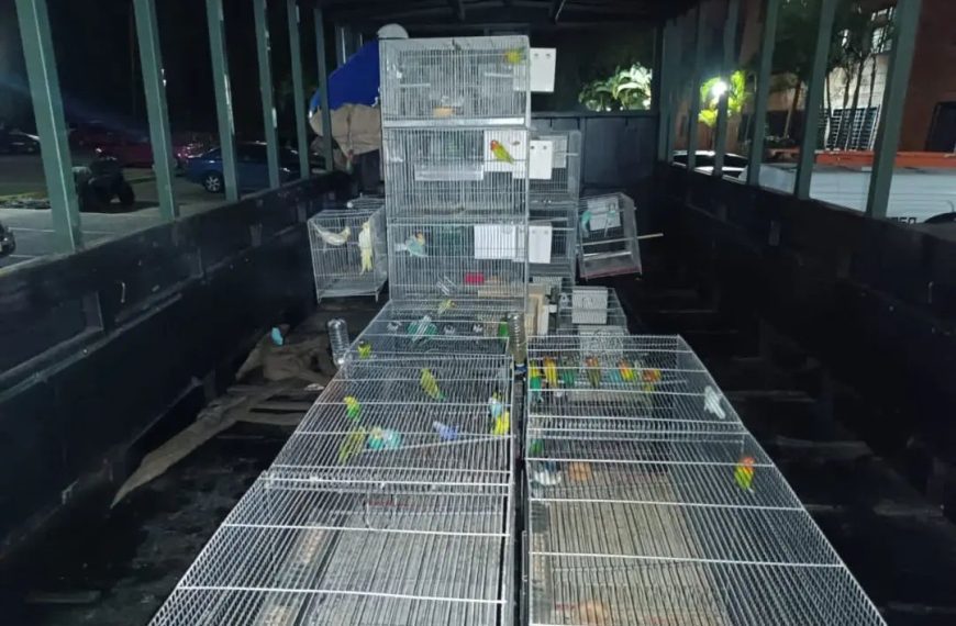 (VENEZUELA) AUTORIDADES INCAUTAN 89 ANIMALES EXÓTICOS EN EL ESTADO MIRANDA