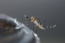 (ARGENTINA) SE ELEVAN CASOS DE DENGUE Y CHIKUNGUNYA EN TERRITORIO ARGENTINO