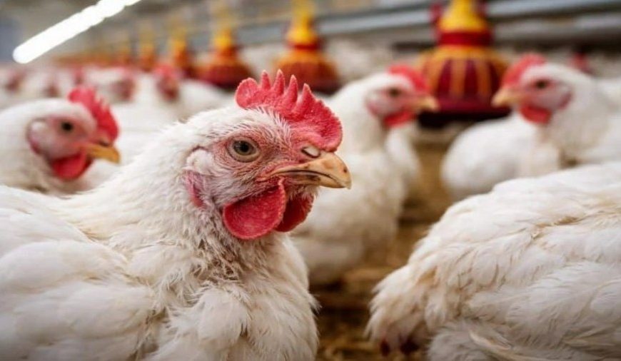 (ITALIA) DETECTAN EL PRIMER CASO  DE GRIPE AVIAR A (H9N2) EN HUMANOS