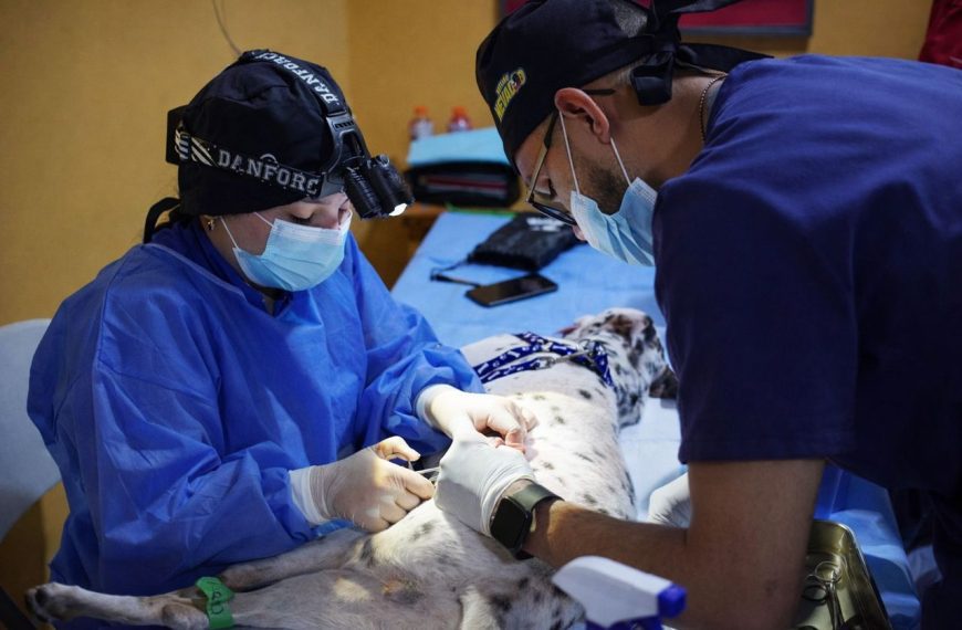 (VENEZUELA) MISIÓN NEVADO SUPERA META EN JORNADA MASIVA DE ESTERILIZACIÓN EN LA PARROQUIA UNIÓN