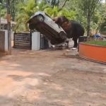 (INDIA) ¡IMÁGENES SENSIBLES! ELEFANTE FUERA DE CONTROL MATÓ A UNA PERSONA Y REALIZÓ DESTROZOS EN UN TEMPLO DE ANGAMALY(+VIDEO)