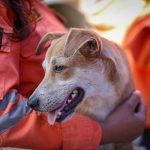 (VENEZUELA) 449 ANIMALES HAN SIDO RESCATADOS EN LA GUAIRA TRAS LOS TERREMOTOS