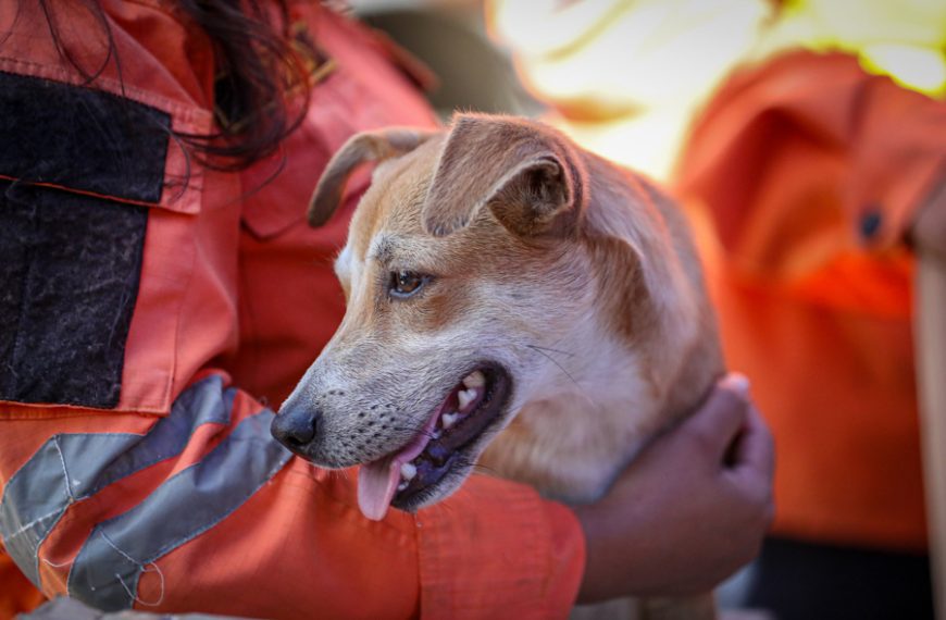 (VENEZUELA) 449 ANIMALES HAN SIDO RESCATADOS EN LA GUAIRA TRAS LOS TERREMOTOS