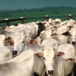 (VENEZUELA) DURANTE 120 DÍAS ESTARÁ ACTIVADO EL PLAN NACIONAL DE CARACTERIZACIÓN DEL REBAÑO BOVINO