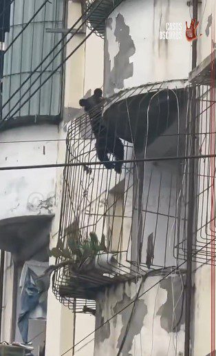 (CHINA) OSO NEGRO CACHORRO CAUSA REVUELO AL ESCALAR EDIFICIO RESIDENCIAL (+VIDEO)