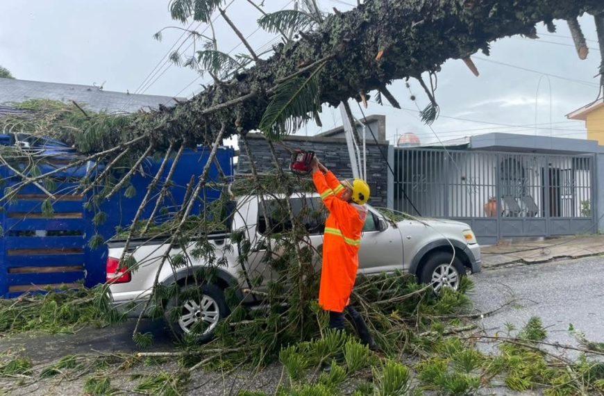 (VENEZUELA) 9 ÁRBOLES CAÍDOS FUERON REPORTADOS EN EL MUNICIPIO PALAVECINO TRAS INTENSAS LLUVIAS Y RÁFAGAS DE VIENTO
