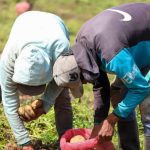 (VENEZUELA) EJECUTIVO NACIONAL GARANTIZA ABASTECIMIENTO DE HORTALIZAS PARA EL PLATO NAVIDEÑO