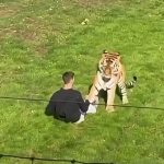 (INGLATERRA) TIGRE MATA A UN JOVEN QUE INGRESÓ EN SU RECINTO EN UN ZOOLÓGICO