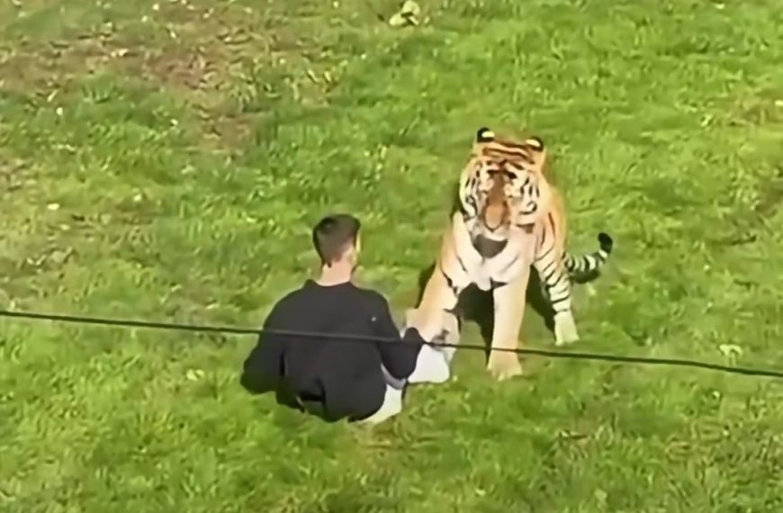 (INGLATERRA) TIGRE MATA A UN JOVEN QUE INGRESÓ EN SU RECINTO EN UN ZOOLÓGICO