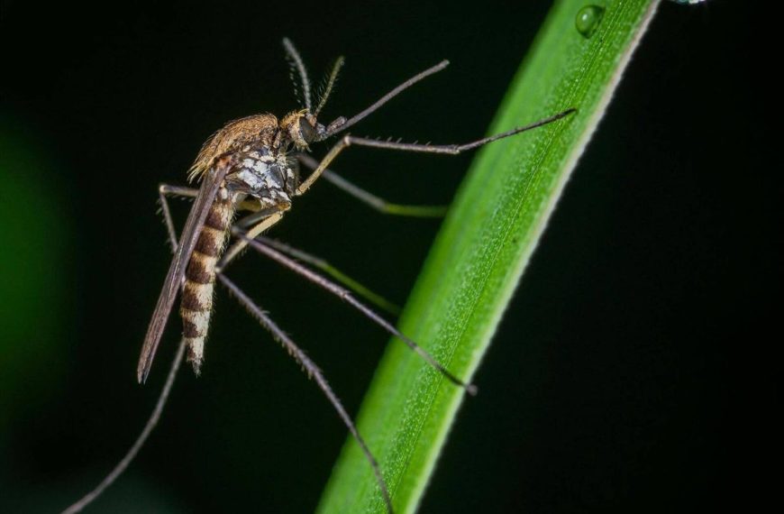 (BÉLGICA) FALLECEN DOS PERSONAS INFECTADAS CON VIRUS DEL NILO